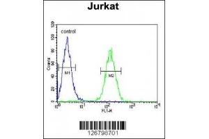 AXIN2 antibody flow cytometric analysis of Jurkat cells (right histogram) compared to a negative control (left histogram).