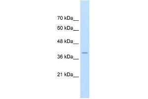 FKBP6 antibody used at 1. (FKBP6 Antikörper  (Middle Region))