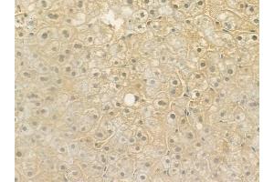 ABIN6264972 and ABIN6276622 at 1/100 staining human normal liver tissue by IHC-P. (SELENBP1 Antikörper  (N-Term))
