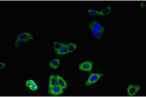 Immunofluorescent analysis of HepG2 cells using ABIN7176688 at dilution of 1:100 and Alexa Fluor 488-congugated AffiniPure Goat Anti-Rabbit IgG(H+L) (SLC3A8 (AA 320-369) Antikörper)