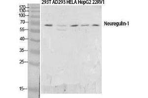 Western Blotting (WB) image for anti-Neuregulin 1 (NRG1) (N-Term) antibody (ABIN3187835) (Neuregulin 1 Antikörper  (N-Term))