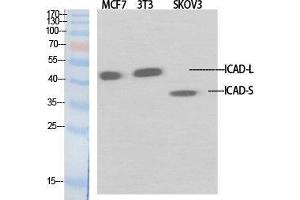 Western Blot (WB) analysis of specific cells using ICAD Polyclonal Antibody. (DFFA Antikörper  (Internal Region))
