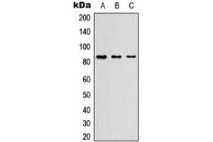 Western blot analysis of Myeloperoxidase 84k expression in HEK293T (A), Raw264. (Myeloperoxidase 84k (Center) Antikörper)