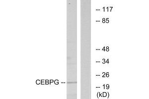 Western Blotting (WB) image for anti-CCAAT/enhancer Binding Protein (C/EBP), gamma (CEBPG) (Internal Region) antibody (ABIN1849453) (CEBPG Antikörper  (Internal Region))