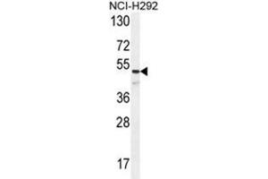 ANGPT1 Antibody (C-term) western blot analysis in NCI-H292 cell line lysates (35µg/lane). (Angiopoietin 1 Antikörper  (C-Term))