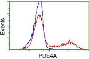 Image no. 2 for anti-phosphodiesterase 4A, CAMP-Specific (PDE4A) antibody (ABIN1500087) (PDE4A Antikörper)
