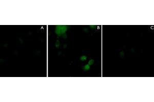 Immunocytochemical labeling using PLXNA1 polyclonal antibody  in COS-7 cells mock transfected (A) or transfected with Myc-tagged mouse PLXNA1 construct (B). (Plexin A1 Antikörper)
