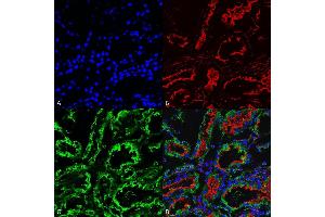 Immunohistochemistry analysis using Mouse Anti-KDEL Monoclonal Antibody, Clone 2C1 (ABIN5650528). (KDEL Antikörper  (N-Term) (HRP))