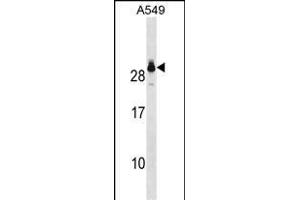 GSTT2 Antibody (Center) (ABIN1881394 and ABIN2850522) western blot analysis in A549 cell line lysates (35 μg/lane).