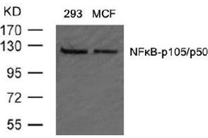 Image no. 2 for anti-Nuclear Factor of kappa Light Polypeptide Gene Enhancer in B-Cells 1 (NFKB1) (AA 905-909) antibody (ABIN197126) (NFKB1 Antikörper  (AA 905-909))