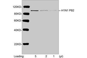 Western blot analysis of H1N1 PB2 recombinant protein using H1N1 PB2 Antibody (ABIN398488, 1 µg/mL) The signal was developed with IRDyeTM 800 Conjugated Goat Anti-Rabbit IgG. (Influenza Polymerase Basic 2 Antikörper  (N-Term))