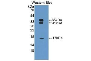 Peroxiredoxin 6 Antikörper  (AA 1-224)