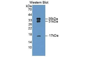 Detection of Recombinant PRDX6, Bovine using Polyclonal Antibody to Peroxiredoxin 6 (PRDX6) (Peroxiredoxin 6 Antikörper  (AA 1-224))