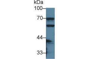 Western Blot; Sample: Mouse Small intestine lysate; Primary Ab: 2µg/ml Rabbit Anti-Mouse CES1 Antibody Second Ab: 0.