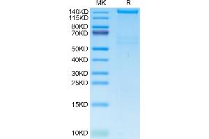 Plexin A1 Protein (PLXNA1) (AA 27-1244) (His tag)