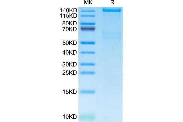Plexin A1 Protein (PLXNA1) (AA 27-1244) (His tag)