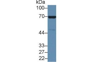 Western blot analysis of Mouse Heart lysate, using Mouse ANXA6 Antibody (2 µg/ml) and HRP-conjugated Goat Anti-Rabbit antibody ( (ANXA6 Antikörper  (AA 251-504))