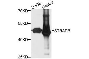 Western blot analysis of extracts of various cell lines, using STRADB antibody (ABIN5995990) at 1/1000 dilution. (STRADB Antikörper)