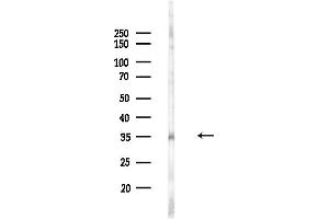 anti-Sideroflexin 4 (SFXN4) (N-Term) antibody