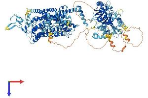 SLC12A7 Protein (AA 1-1083) (His tag)