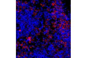 Immunofluorescence of paraffin embedded rat lymph node using mcp5 (ABIN7073445) at dilution of 1:400 (400x lens) (Ccl12 Antikörper)