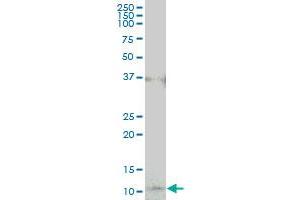 COX17 monoclonal antibody (M01), clone 4G2. (COX17 Antikörper  (AA 1-63))