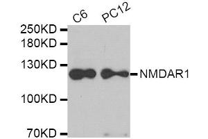 Western blot analysis of extracts of C6 and PC12 cell lines, using GRIN1 antibody. (GRIN1/NMDAR1 Antikörper)