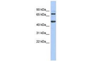 Image no. 1 for anti-Zinc Finger and BTB Domain Containing 26 (ZBTB26) (N-Term) antibody (ABIN6740606) (ZBTB26 Antikörper  (N-Term))