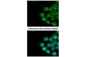 ICC/IF Image Immunofluorescence analysis of methanol-fixed A431, using Scramblase1, antibody at 1:200 dilution. (PLSCR1 Antikörper)