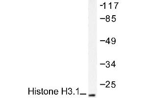 Image no. 1 for anti-Histone H3.1 (HIST1H3B) antibody (ABIN265467) (Histone H3.1 Antikörper)