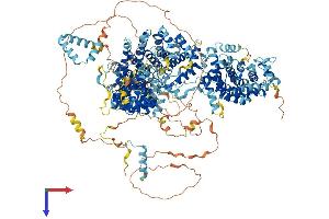 AlphaFold protein structure predicition of Mouse Recombinant Rpap1 Protein, UniprotID Q80TE0