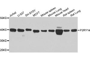 Western blot analysis of extracts of various cell lines, using P2RY14 antibody. (P2RY14 Antikörper)