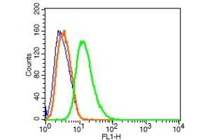 Rat RSC96 cells probed with Synaptopodin Polyclonal Antibody, FITC conjugated (bs-3633R-FITC) (green) at 1:100 for 30 minutes compared to unstained cells (blue) and isotype control (orange). (SYNPO Antikörper  (AA 601-700) (FITC))