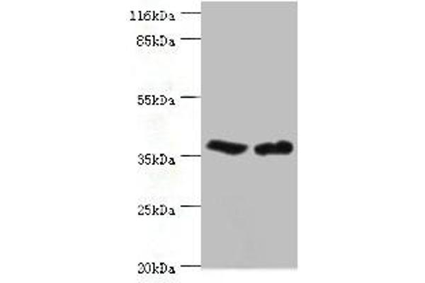 CA5B antibody  (AA 34-314)