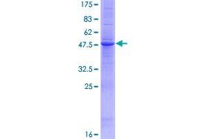 Image no. 1 for Tumor Necrosis Factor (Ligand) Superfamily, Member 4 (TNFSF4) (AA 1-183) protein (GST tag) (ABIN1323246)