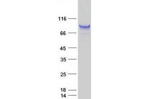 Western Blotting (WB) image for Nuclear Factor of Activated T-Cells, Cytoplasmic, Calcineurin-Dependent 1 (NFATC1) (Transcript Variant 1) protein (Myc-DYKDDDDK Tag) (ABIN2727211)