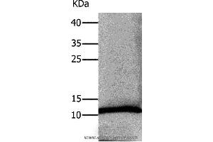Western blot analysis of Human lung tissue, using DEFA1 Polyclonal Antibody at dilution of 1:550 (alpha Defensin 1 Antikörper)