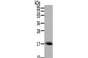 Western Blot analysis of Mouse muscle tissue using HCRT Polyclonal Antibody at dilution of 1/200