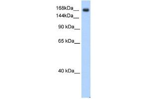 Western Blotting (WB) image for anti-Sodium Channel, Voltage-Gated, Type V, alpha Subunit (SCN5A) (C-Term) antibody (ABIN2776347)