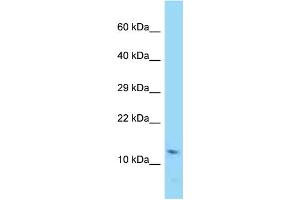 WB Suggested Anti-Rprml Antibody Titration: 1.