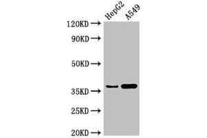 Western Blot Positive WB detected in: HepG2 whole cell lysate, A549 whole cell lysate All lanes: GGH antibody at 3 μg/mL Secondary Goat polyclonal to rabbit IgG at 1/50000 dilution Predicted band size: 36 kDa Observed band size: 36 kDa (GGH Antikörper  (AA 219-293))
