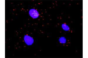 Proximity Ligation Analysis of protein-protein interactions between ARAF and BRAF. (ARAF Antikörper  (AA 1-606))