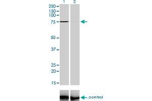 Western blot analysis of ZNF281 over-expressed 293 cell line, cotransfected with ZNF281 Validated Chimera RNAi (Lane 2) or non-transfected control (Lane 1). (ZNF281 Antikörper  (AA 787-893))