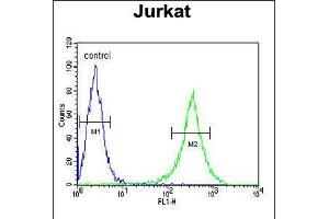 Flow cytometric analysis of Jurkat cells (right histogram) compared to a negative control cell (left histogram). (GNE Antikörper  (C-Term))