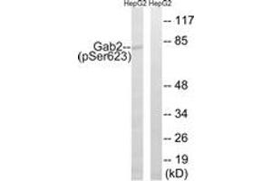 Western blot analysis of extracts from HepG2 cells treated with PMA 125ng/ml 30', using Gab2 (Phospho-Ser623) Antibody. (GAB2 Antikörper  (pSer623))