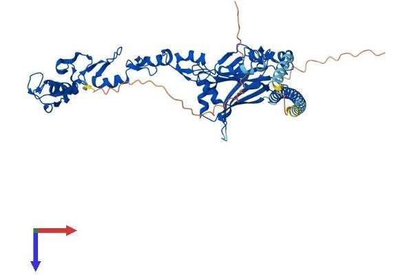 TRAF6 Protein (AA 1-522) (His tag)