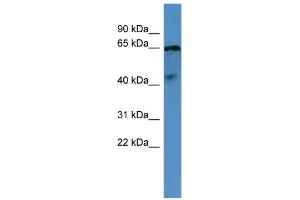 OPN5 antibody  (C-Term)