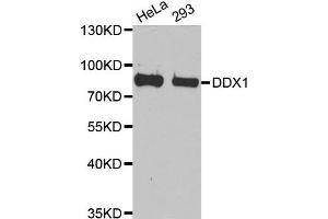Western Blotting (WB) image for anti-DEAD (Asp-Glu-Ala-Asp) Box Polypeptide 1 (DDX1) antibody (ABIN1980256) (DDX1 Antikörper)