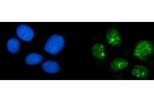 IF analysis of HPD using anti-HPD antibody (ABIN7599818). (HPD Antikörper  (AA 12-357))