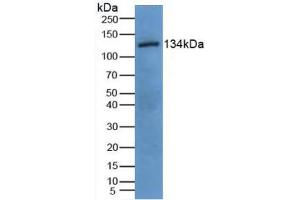 Figure. (EGF Antikörper  (AA 45-275))
